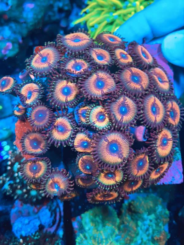 Zoas – Aquatic Operations