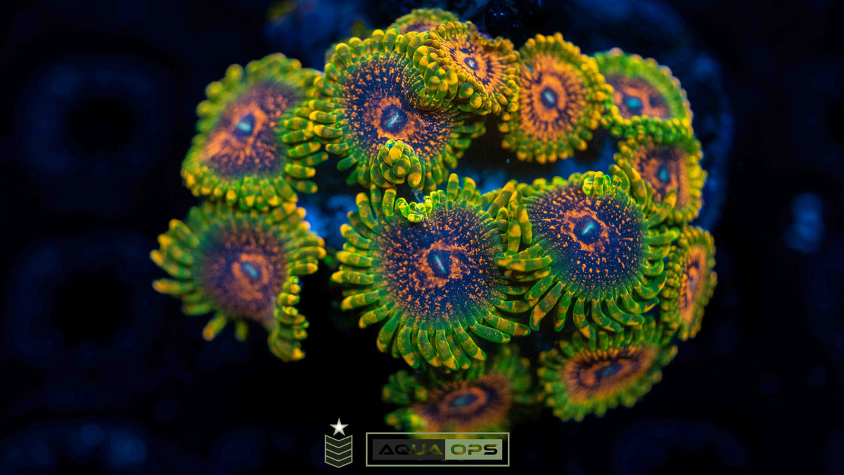 ZOA 　　　　　　　　　　　　　　　　　Z.O.A GMK Zoa – Aquatic Operations