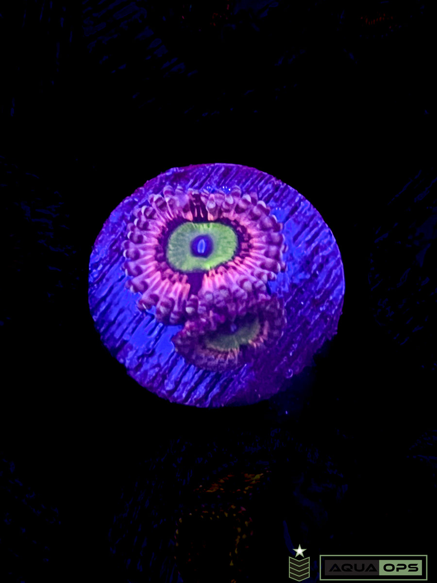 Pink Hippo Zoanthid 2 polyps Aquatic Operations