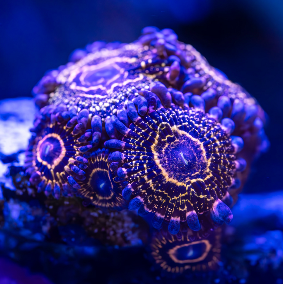 2025年 お歳暮・冬ギフト特集 Stratosphere Zoanthid – Aquatic Operations ギター