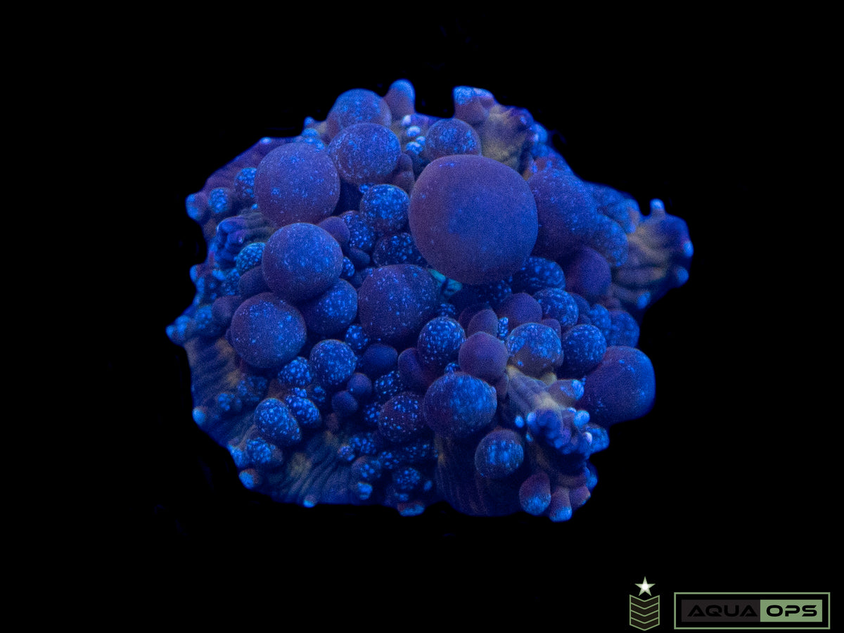 Mars Bounce Mushroom (WYSIWYG) – Aquatic Operations