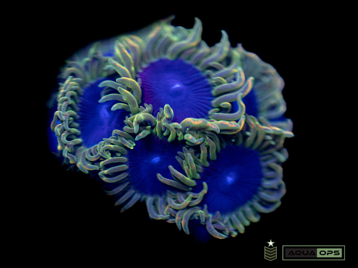 SBB Thermosphere Zoanthid – Aquatic Operations