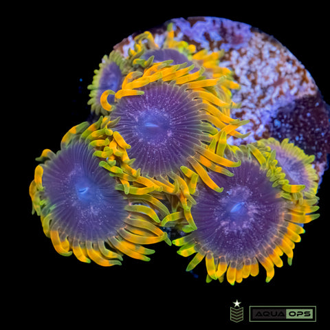 Acid Reflux Zoanthid