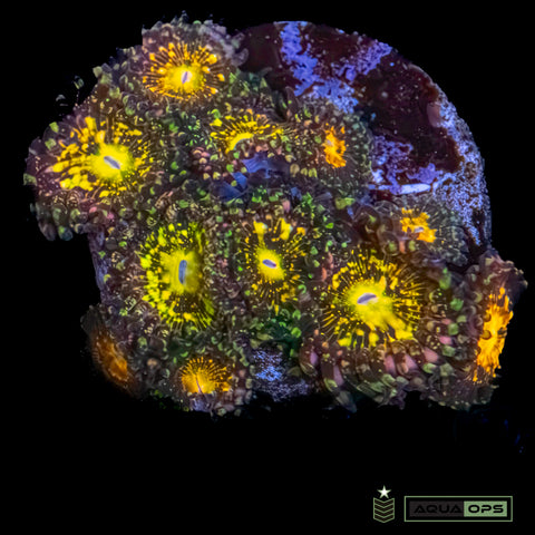 Buttmuncher Zoanthids