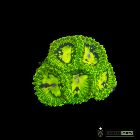 Emerald Maul Zoanthid