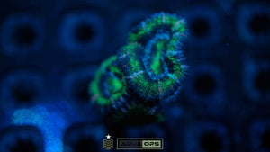 Ultra Acan (3 heads)