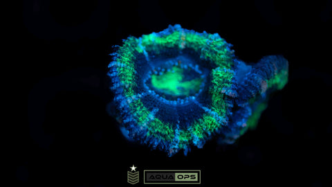 Ultra Acan (2 heads)