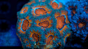 Acanthastrea #2