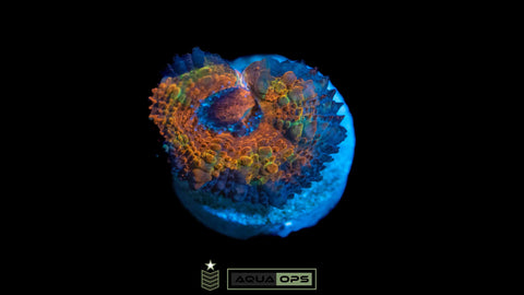 Rainbow Acan