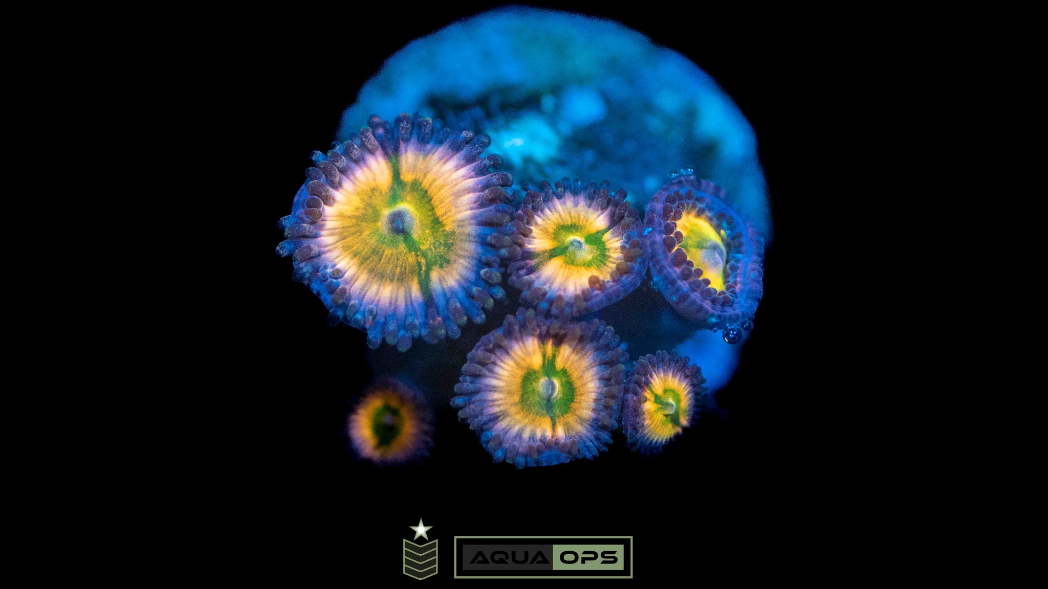 JF Insane Rainbow Zoa