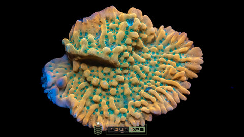 JF Beach Bum Montipora