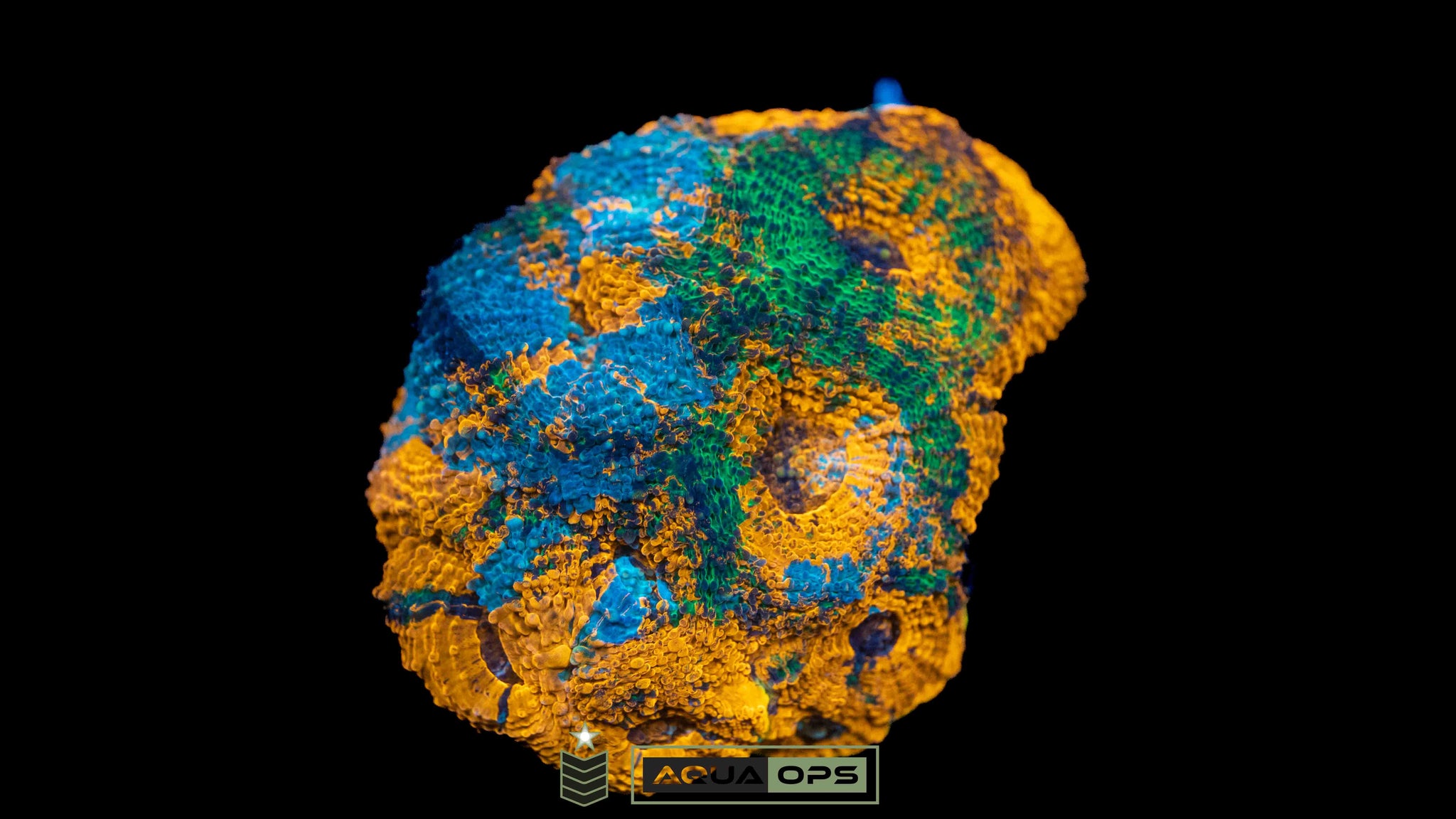 Rainbow Echinata