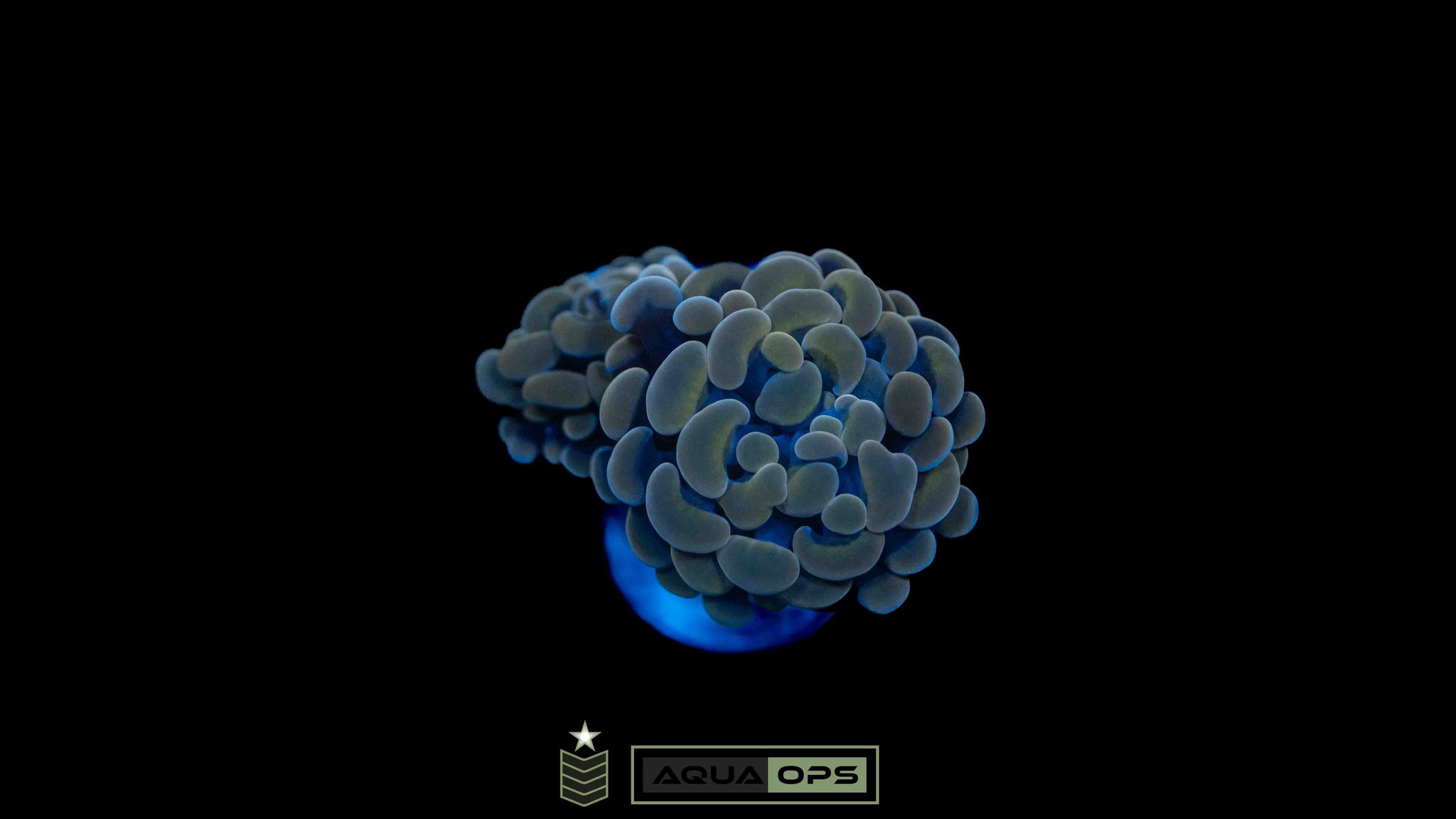 Branching Hammer