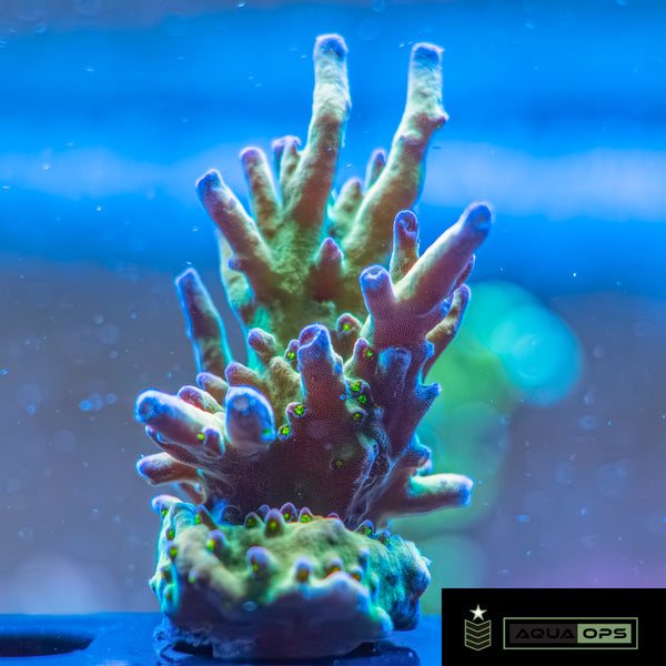 LRO Buzz Lightyear Acropora (WYSIWYG)