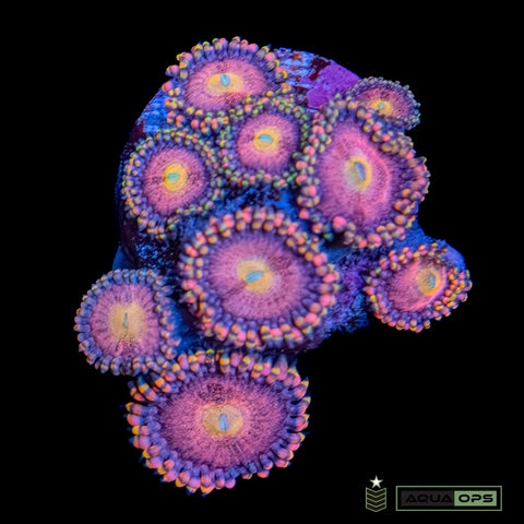 GB Taste the Rainbow Zoanthid