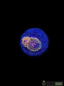 Grand Master Krakatoa Zoanthid