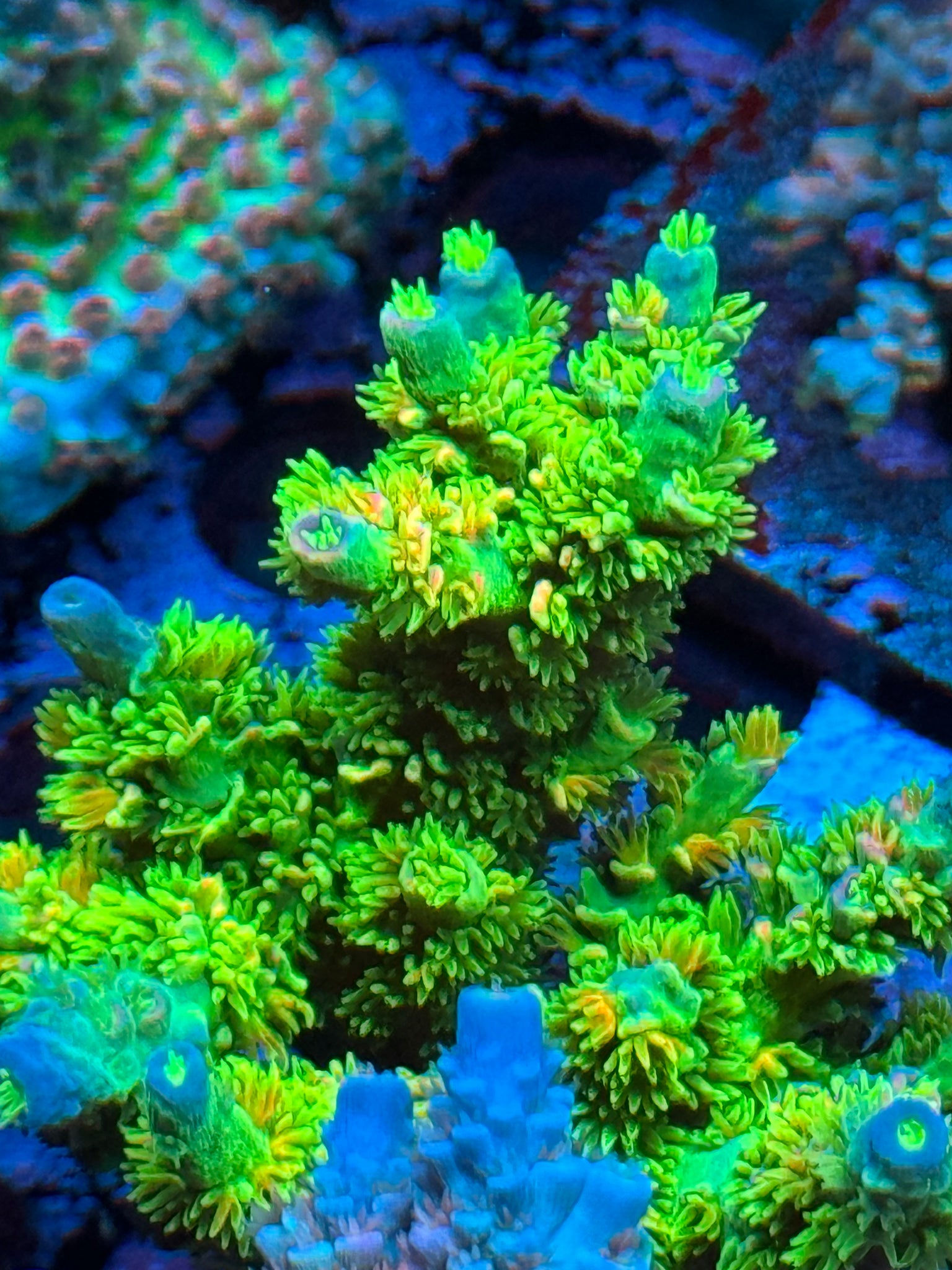 JF Homewrecker Acropora