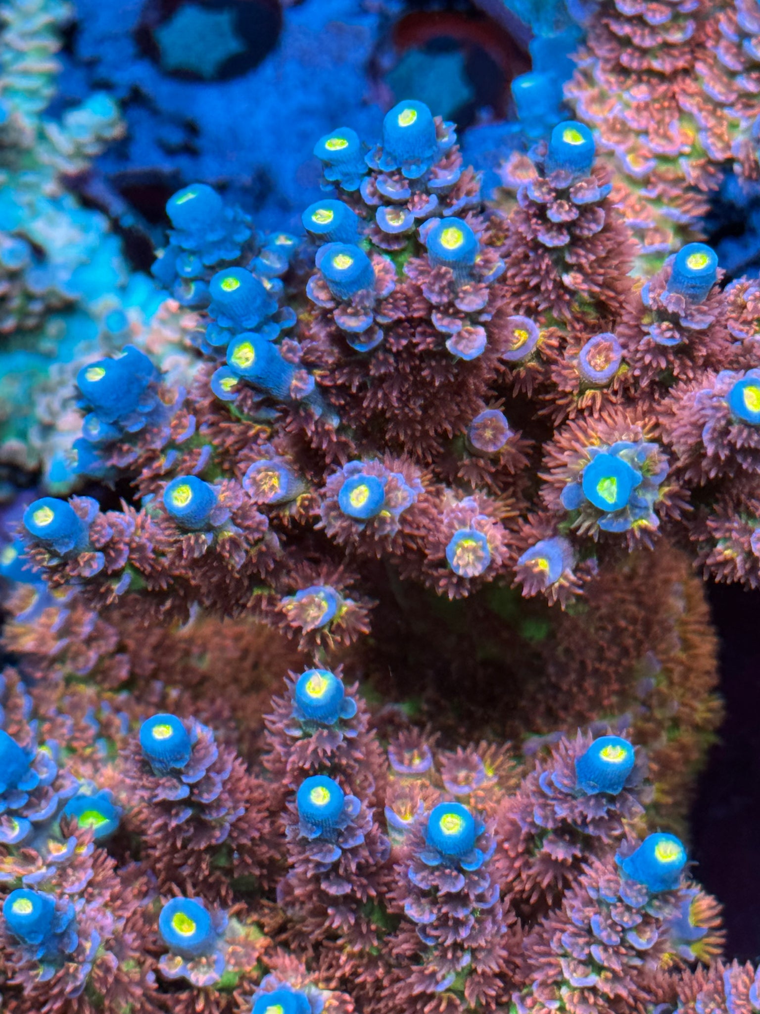 TGC Acrolandia Acropora