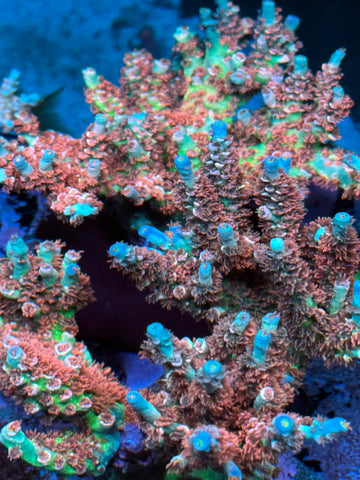 BkChem Designator Survivor Acropora