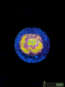 OG Ironman Acan