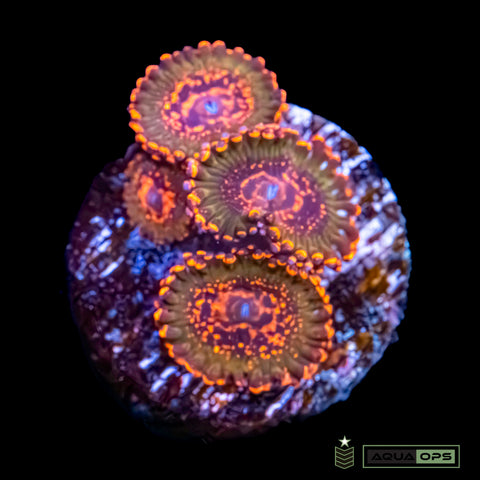 JF AzzKrak Zoanthid