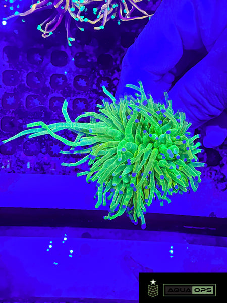 Large BkChem Jolly Rancher Torch (WYSIWYG)