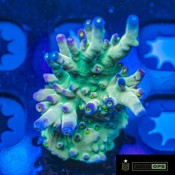 LRO Buzz Lightyear Acropora (WYSIWYG)