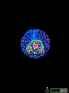 Marvin the Martian Zoanthid
