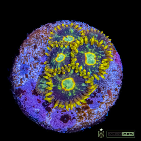 Murder Hornet Zoanthid
