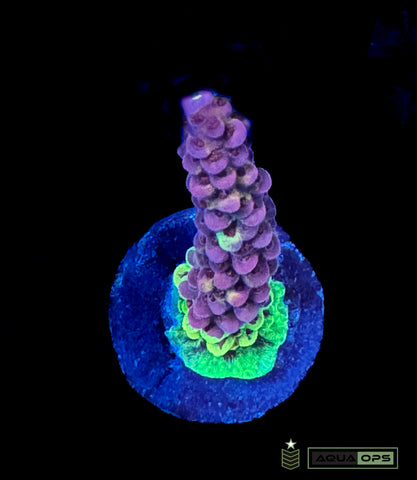 PC Rainbow Splice Acro (WYSIWYG)