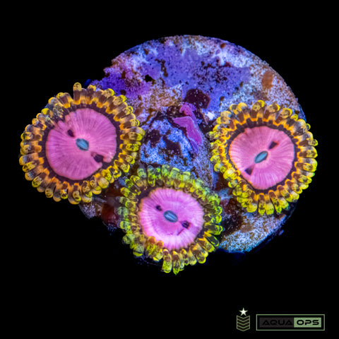 Pink Diamond Zoanthid