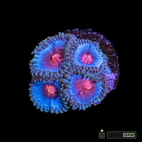 JF Poison Potion Zoanthids