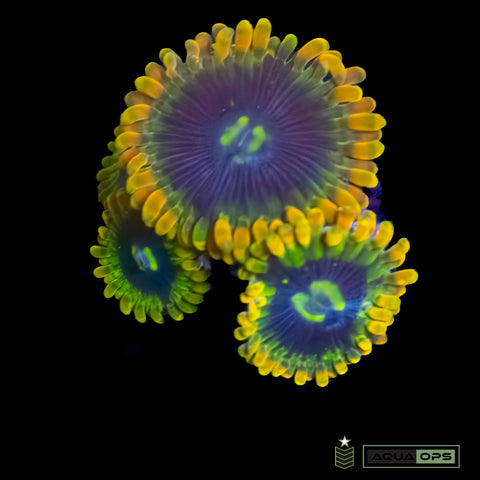 Rainbow Yoda  Zoanthid