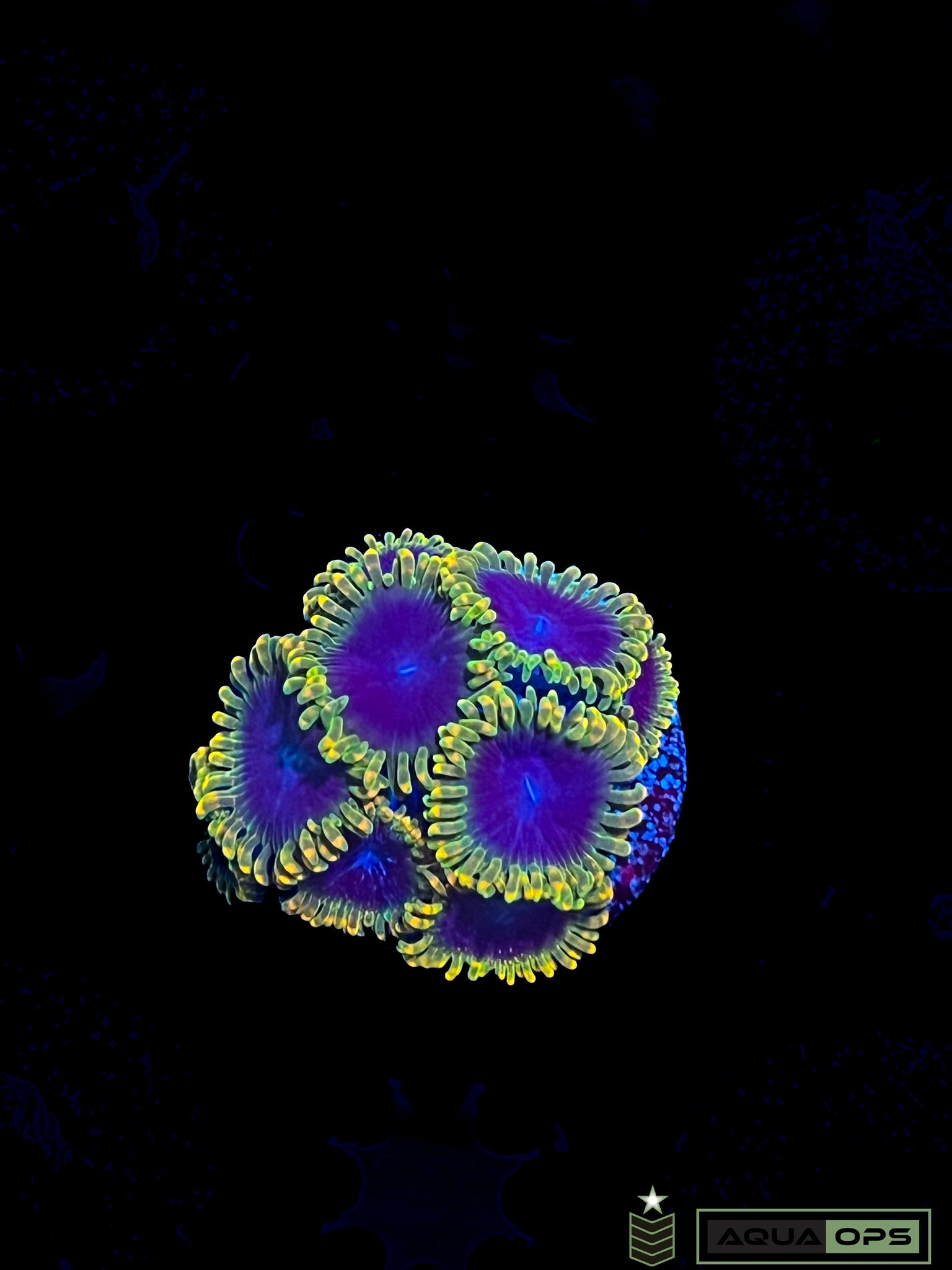 SBB Thermosphere Zoanthid Mini - colony