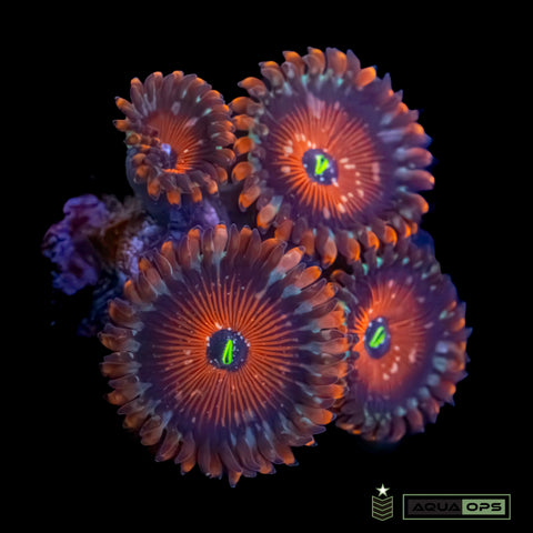 Salted Agave Zoanthids