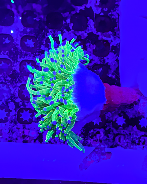 Large BkChem Jolly Rancher Torch (WYSIWYG)
