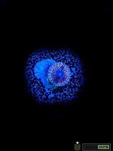 Solar Circus Zoa