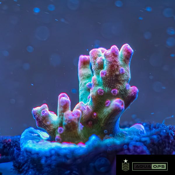 Strawberry Shortcake Acropora (WYSWYG)
