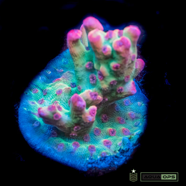 Strawberry Shortcake Acropora (WYSWYG)