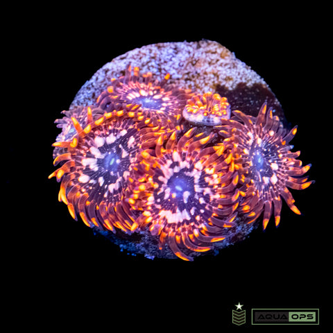 Utter Chaos Zoanthid