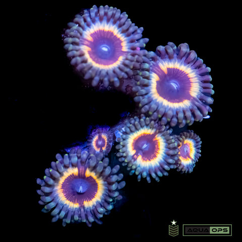 Vampire Zoanthid