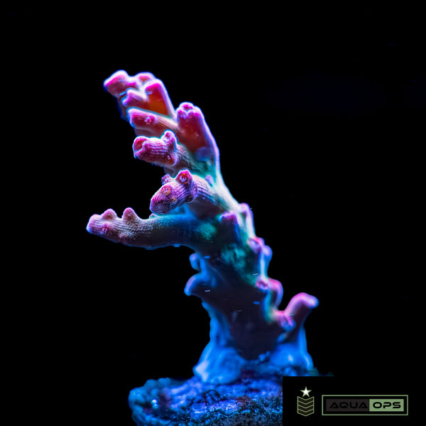 Strawberry Shortcake Acropora (WYSWYG)