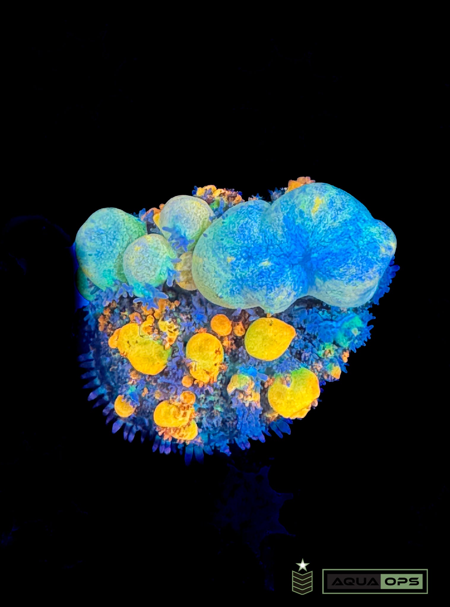 WWC OG Bounce Mushroom (WYSIWYG)