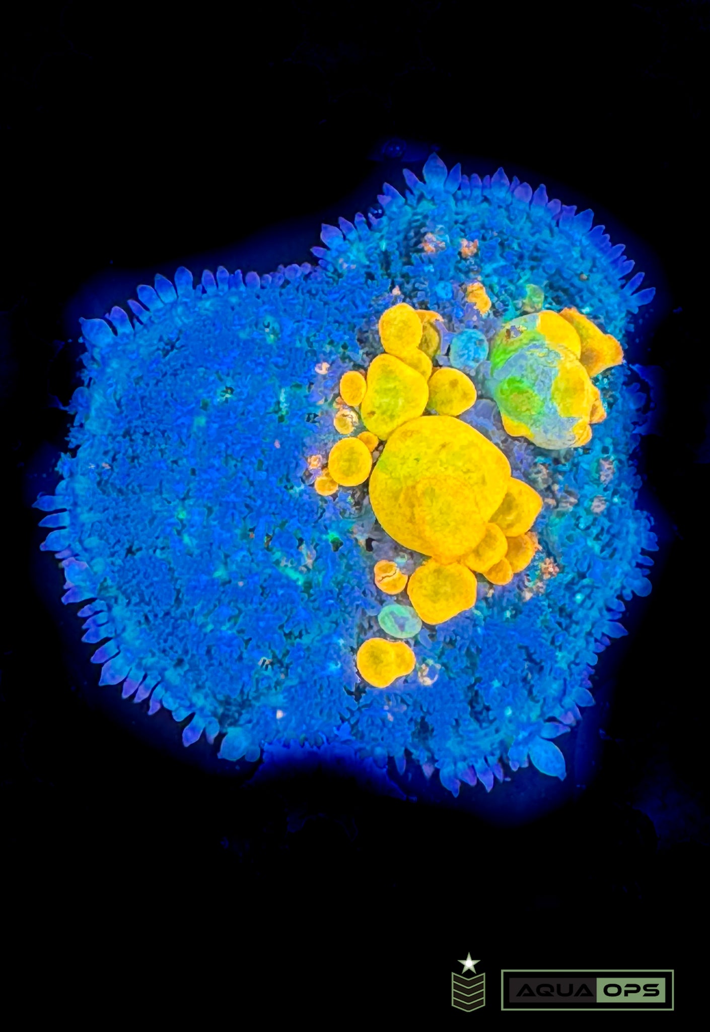 WWC OG Bounce Mushroom (WYSIWYG)