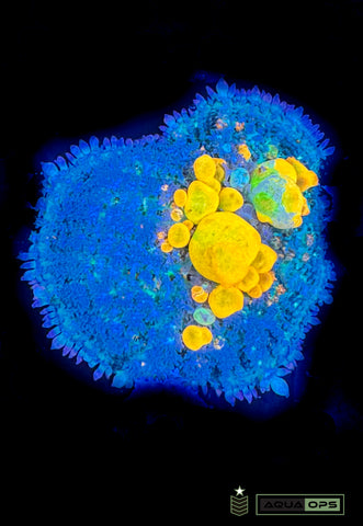 WWC OG Bounce Mushroom (WYSIWYG)