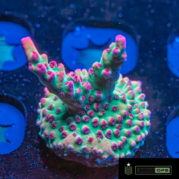Strawberry Shortcake Acropora (WYSWYG)