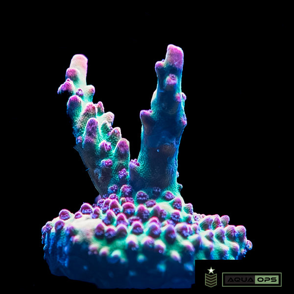 Strawberry Shortcake Acropora (WYSWYG)