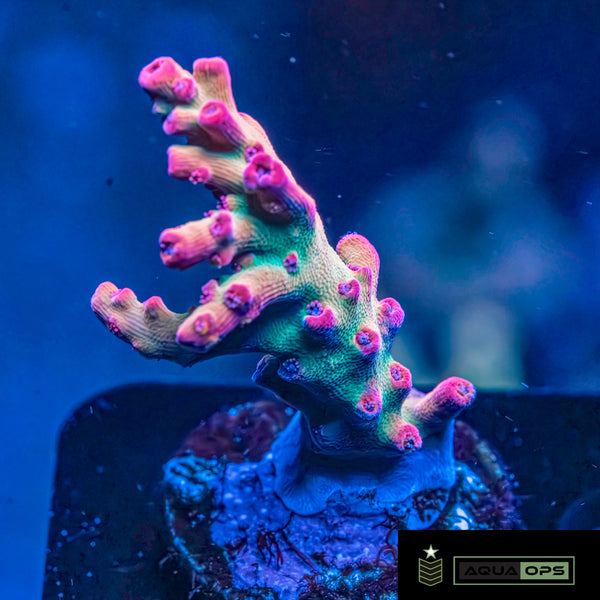 Strawberry Shortcake Acropora (WYSWYG)