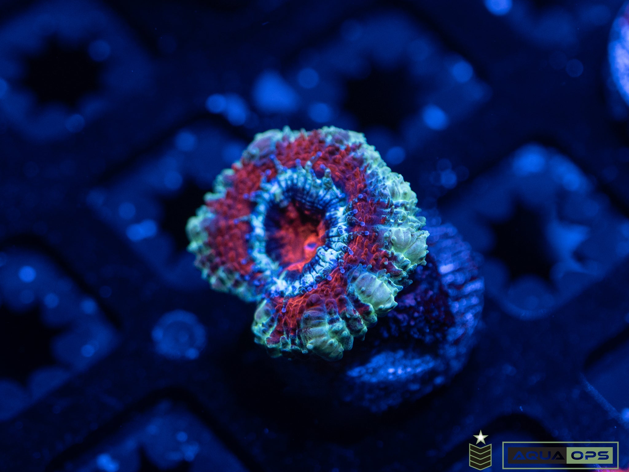 Ultra Acan (WYSIWYG)