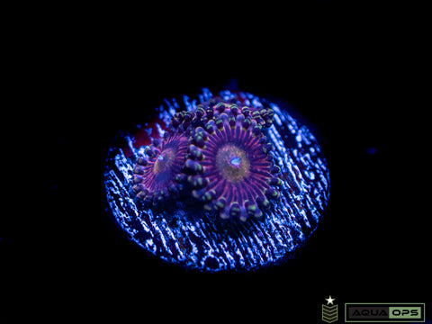 POX Princess Oxana Zoanthid